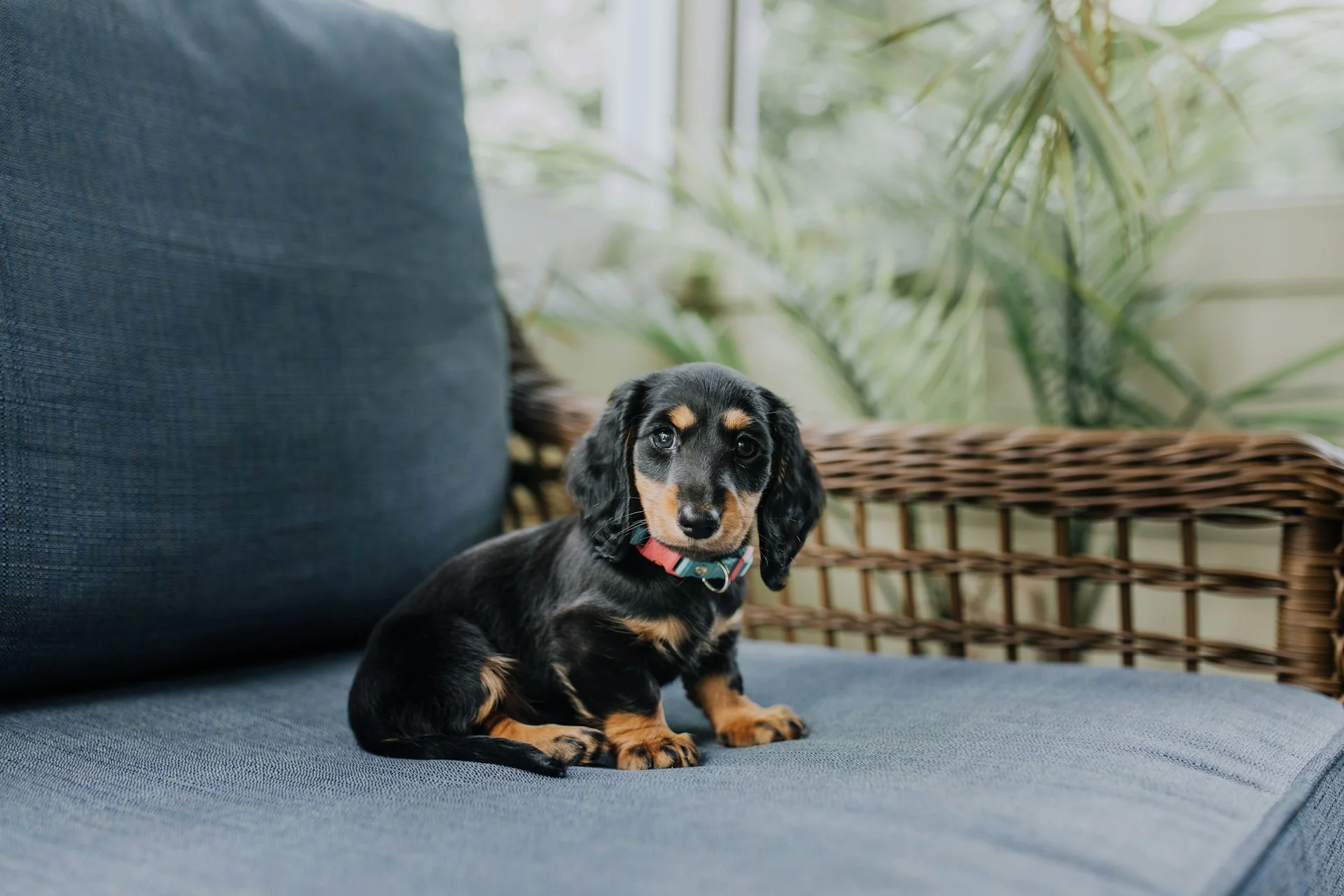 Dachshund Puppies on Dachshund Owners