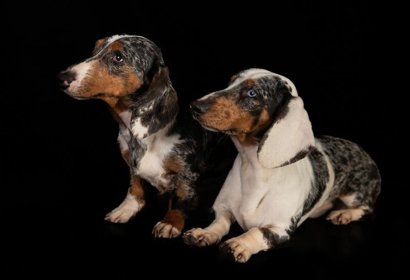 Edina - Licensed Dachshund breeder