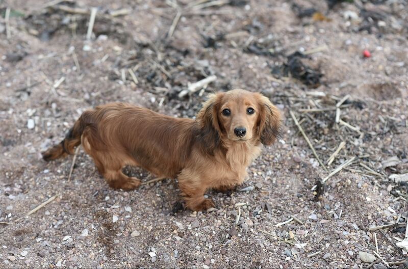 Daxiemoors - Licensed Dachshund breeder