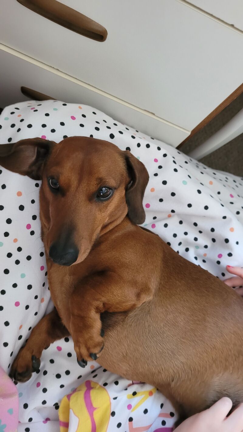 Emma - Dachshund breeder