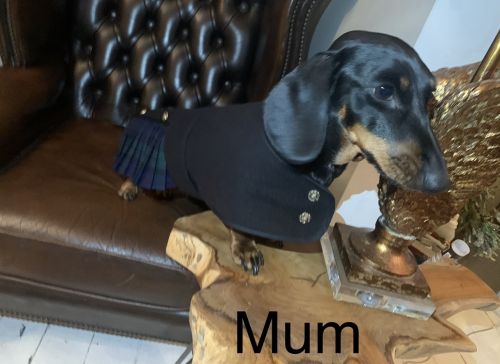 Alex - Dachshund breeder