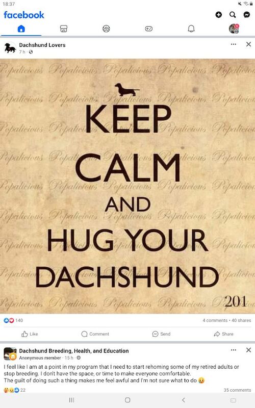 Angie cooper - Private Seller on Dachshund Owners - Image 1