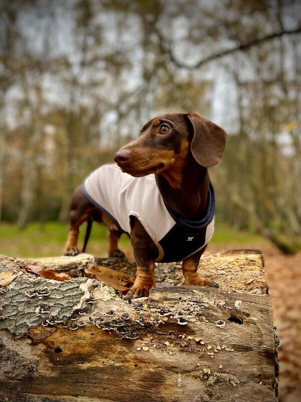 Kirsty Dodd - Private Seller on Dachshund Owners - Image 3