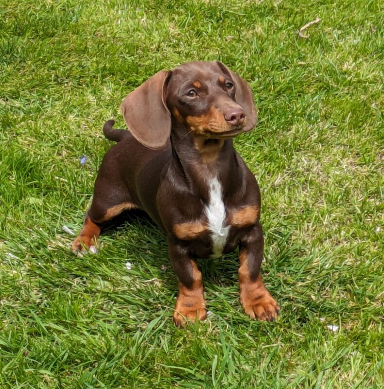 Kirsty Dodd - Private Seller on Dachshund Owners - Image 6