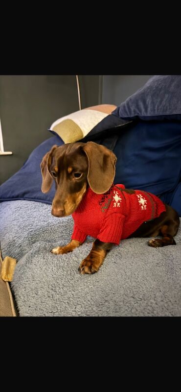 Kirsty Dodd - Private Seller on Dachshund Owners - Image 10