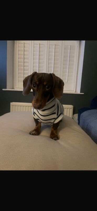 Kirsty Dodd - Private Seller on Dachshund Owners - Image 13