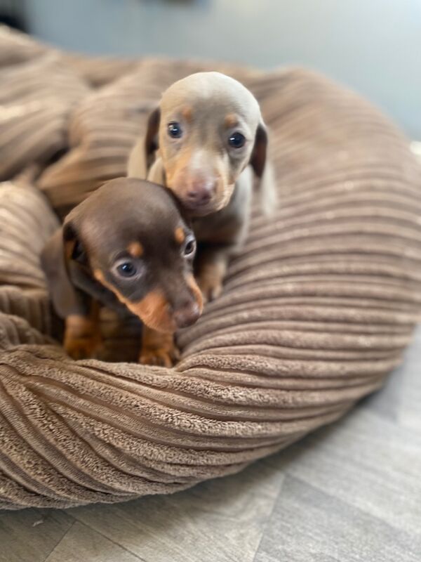 vicky simpson - Private Seller on Dachshund Owners - Image 4